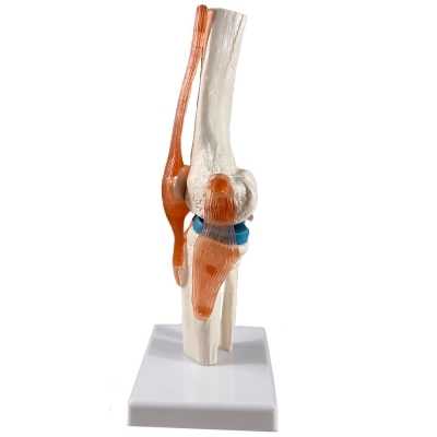 Анатомическая модель коленного сустава человека Corpo Knee-7