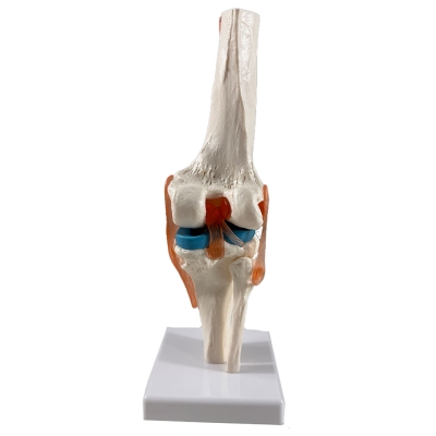 Анатомическая модель коленного сустава человека Corpo Knee-6
