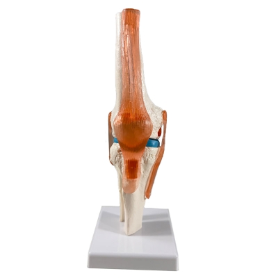 Анатомическая модель коленного сустава человека Corpo Knee-4