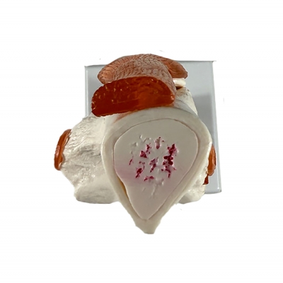 Анатомическая модель коленного сустава человека Corpo Knee-2