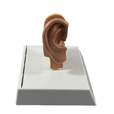 Анатомическая модель человеческого уха Corpo Ear-6