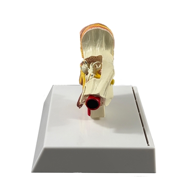 Анатомическая модель человеческого уха Corpo Ear-4