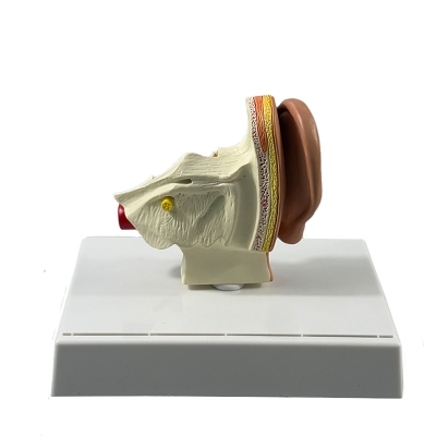 Анатомическая модель человеческого уха Corpo Ear-3