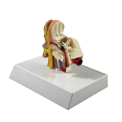 Анатомическая модель человеческого уха Corpo Ear-2