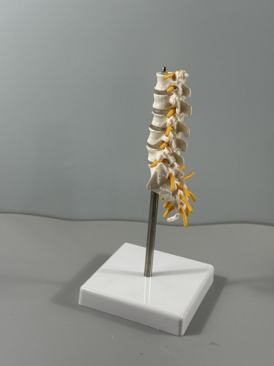 Анатомическая модель пояснично-крестцового отдела позвоночника Corpo de Spine-4