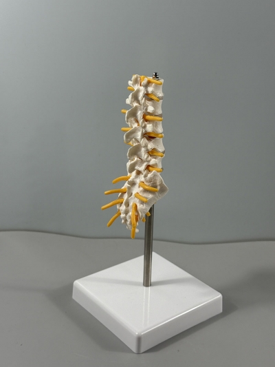 Анатомическая модель пояснично-крестцового отдела позвоночника Corpo de Spine-3