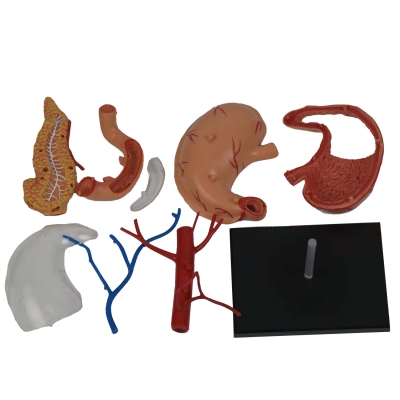 Разборная анатомическая модель желудка человека Corpo Gaster-3