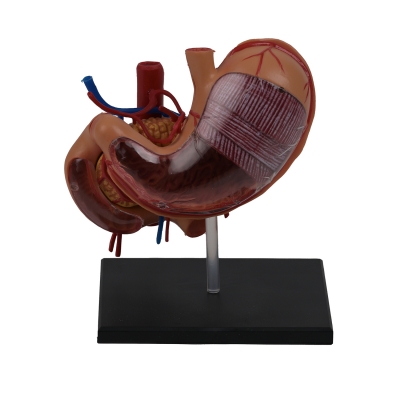Разборная анатомическая модель желудка человека Corpo Gaster-1