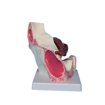 Увеличенная модель человеческого глаза Corpo de Oculus-4