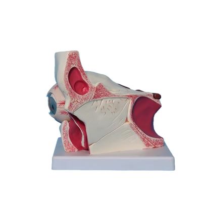 Увеличенная модель человеческого глаза Corpo de Oculus-3