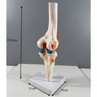 Анатомическая модель коленного сустава человека Corpo Knee