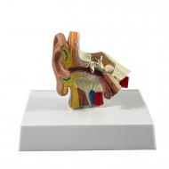 Анатомическая модель человеческого уха Corpo Ear