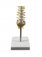 Анатомическая модель пояснично-крестцового отдела позвоночника Corpo de Spine